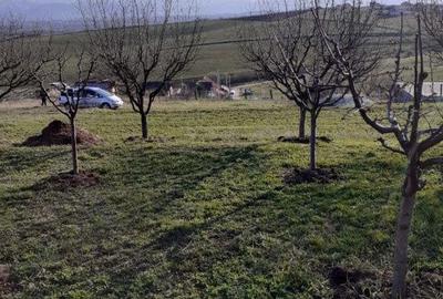 Spațiu comercial, în Șura Mare - 2