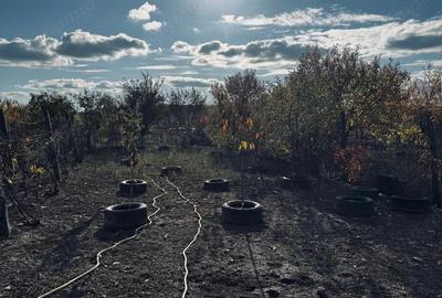 AV661 CHIRIE- Casa individuala, pe parter, Pischia, zona linistita - 2