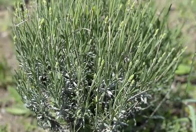 Vand teren extravilan - 2