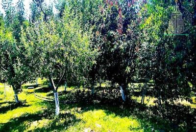 Investitie potential deosebit - Domeniu pe 20.400 mp teren intravilan, Brasov - 3