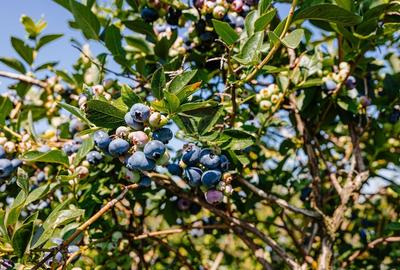 DE VANZARE una dintre cele mai moderne plantatii de afin din Romania - 19