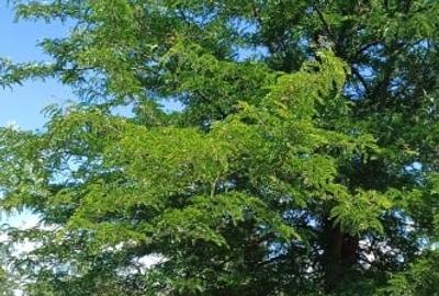 Teren agricol intravilan de 1800 mp, în Fântâna Doamnei - 6