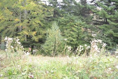 Busteni-Teren cu panorama superba de vanzare - 2