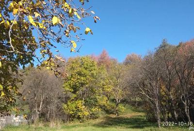 Teren de 9081 mp, în Crăcăoani - 5