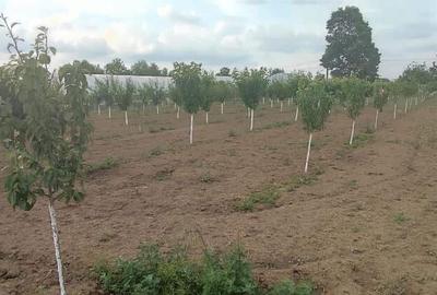 Casă cu 5 camere cu Teren 2500 Mp în Central - 7