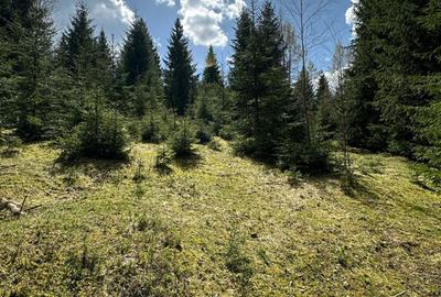 Teren Extravilan 6651mp - 2