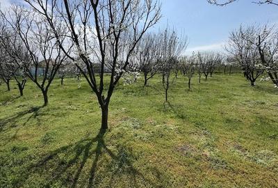 Casă cu 3 camere cu Teren 3000 Mp în Rasa - 4
