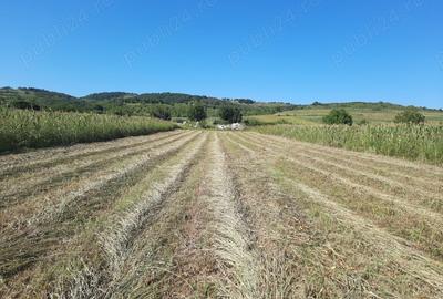 Teren de 2500 mp, în Berzasca - 7