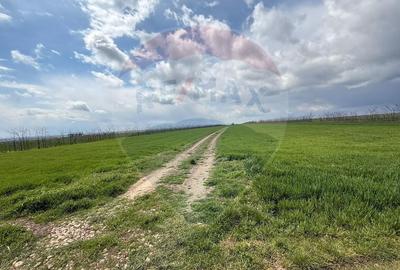 Teren agricol extravilan de 60000 mp, în Săcele - 22