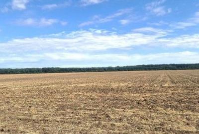 Teren de 2500 mp, în Brănești - 5