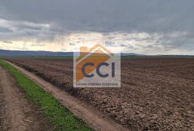 Teren agricol intravilan de 10000 mp, în Vest - 13