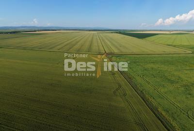 Teren agricol extravilan de 41225 mp, în Dumbrava - 8