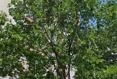 Apartament cu 3 camere decomandat în Dristor