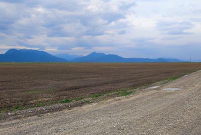 Teren agricol extravilan de 10000 mp, în Cărpiniș - 5