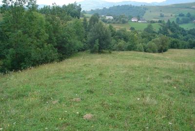 Teren de 25500 mp, în Vișagu - 1