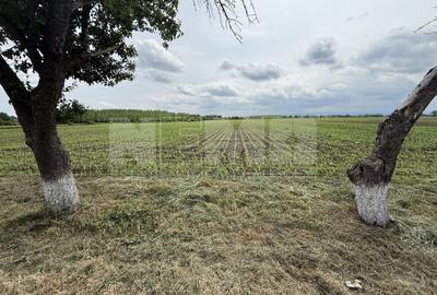 Teren agricol extravilan de 3750 mp, în Central - 2