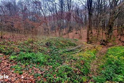 Teren de 924 mp, în Tăuții-Măgherăuș - 4