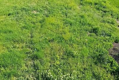 Teren de 1000 mp, în Căianu - 3