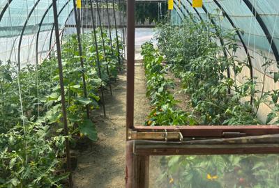 Vand casa in sag cu  gradina mare 275000 euro - 9