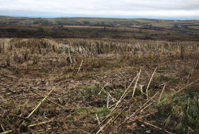 Teren intravilan, 5000mp, Siret - 1