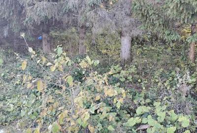 Teren intravilan situat in Predeal-Paraul Rece - 6