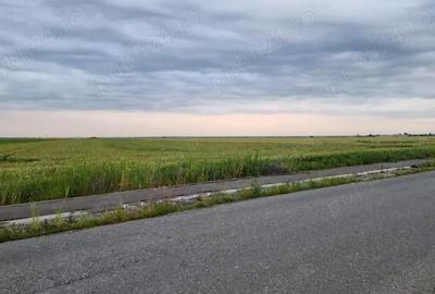 Teren de 30000 mp, în Filipeștii de Târg - 4