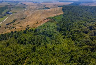 Teren de 6000 mp, în Crizbav - 8