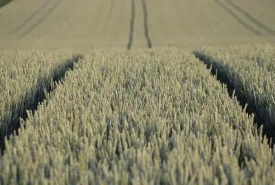 Teren extravilan 11 000 de m2 Comuna Ghidiceni, jud. Galati . - 1