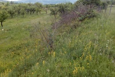 Teren de 25000 mp, în Central - 2