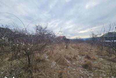 Teren de 2450 mp, în Bârnova