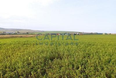 Teren intravilan 5500 mp Comuna Sandulesti - 3