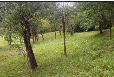 Teren Construcții intravilan de 3000 mp, în Șotrile