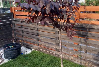 Green City | 1 Decembrie | Vilă cu grădină | Cartier verde privat | Centrală Green City | 1 Decembrie | Vilă cu grădină | Cartier verde privat | Centrală - 44