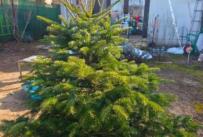 Duplex cu 4 camere cu Teren 187 Mp în Tamași - 5