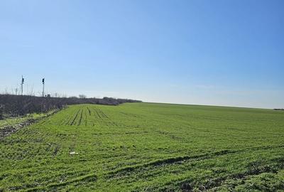 Teren agricol extravilan de 8632 mp, în Livada de Bihor - 3