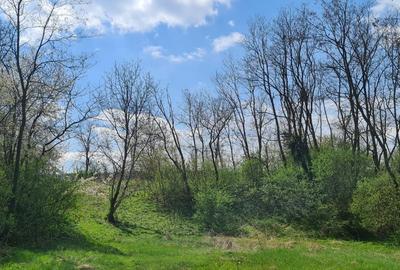 Spațiu comercial, în Stâlpeni - 5