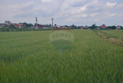 Teren intravilan 6,600mp Dumbraveni / Strada Principala spre Veresti - 7