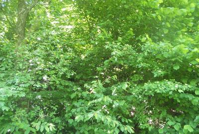 Teren de 10000 mp, în Central - 5