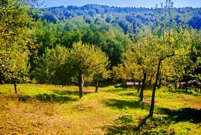 CASA si 2393 mp TEREN INTRAVILAN, Muntii Apuseni, NEGRENI - CLUJ la 1 km de E60 - 23