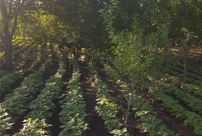 Teren de 1300 mp, în Mihăești - 6