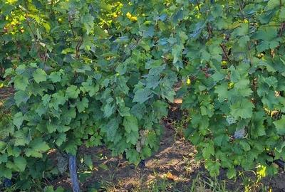 Galati, 1 ha vita de vie si casa 3 cam, pretabil amenajare turism viticol - 2