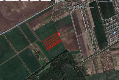 De vanzare 50,000 mp in Buftea langa Padurea Buciumeanca