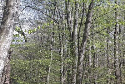 Teren de 5000 mp, în Valea Danului - 3