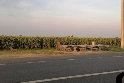Teren de 5000 mp, în Osica de Sus - 3