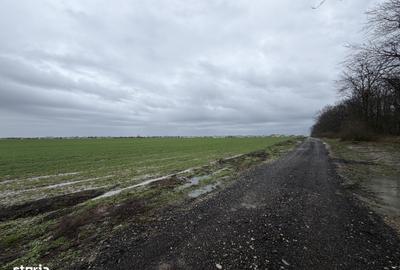Teren de 7500 mp, în Dascălu - 2