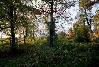 Domeniu Baronial de vanzare in localitatea CIL , Judet Arad - 10