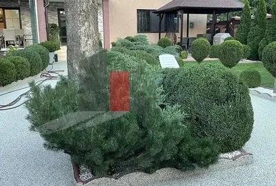 Vila de lux de inchiriat ideala pentru afaceri - 7