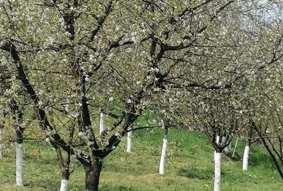Casă cu 2 camere cu Teren 3000 Mp în Jucu - 2