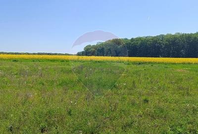 Teren Construcții intravilan de 980 mp, în Ciolpani - 4