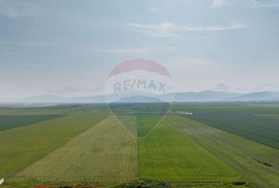 Teren 42,000mp Tarlungeni / Strada Izvor - 6